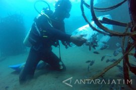 Menjaga Populasi Ikan Kerapu Cantik