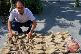 "Timun Laut" Nusantara Diminati Pasar Dunia