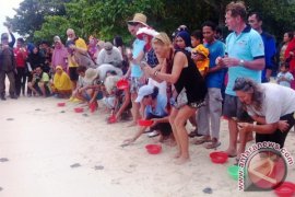 Pemkab Bangka Tengah Lepas 100 Tukik