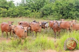 Kaltim Terapkan Integrasi Sapi di Lahan Kehutanan