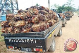  Pemerintah Diminta Beri Solusi Terkait Harga Sawit