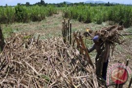 PTPN IX tanam tebu giling di Buleleng