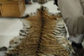 KLHK Sita 2 Kulit Harimau Sumatera, BB Dibawa ke Pekanbaru