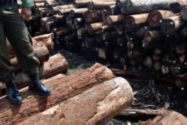 llegal Logging di Pelalawan, Denpom Pekanbaru Dalami Keterlibatan Oknum TNI