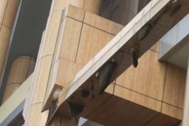 Puluhan Sarang Lebah "Menghiasi" Pustaka Soeman H.S. Pekanbaru