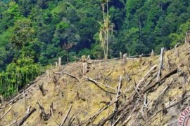 Mahalnya Menjaga Hutan Indonesia