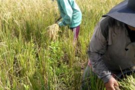 Kelompok Tani Lintas Bono Berhasil Panen Padi 36 Ton
