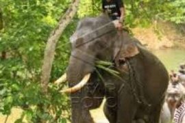 Tiga Pekan Di Riau, Gajah  "Haris" Berhasil Dievakuasi Ke Jambi