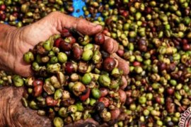Kopi Liberika Meranti, Tumbuh Unik di Lahan Gambut Dataran Rendah