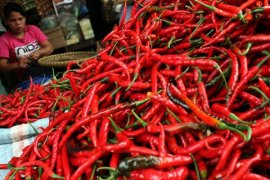 Harga cabai merah di Waykanan capai Rp70 ribu/kg