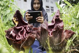 Dua Rafflesia Gadutensis Mekar di Boven Lais