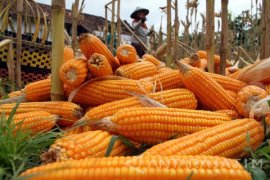 Pemkab Ngawi Gandeng Perhutani Perluas Lahan Jagung