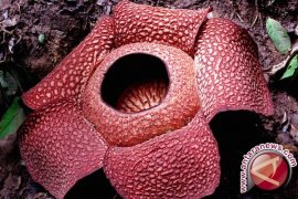 Dua bunga Rafflesia jenis berbeda mekar Bengkulu