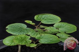 Peneliti Kebun Raya Temukan Begonia Jenis Baru 