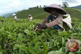 Industri Hulu-Hilir Teh Perlu Dibenahi