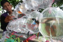 Ikan Cupang Predator Nyamuk