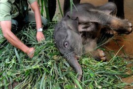 Seekor Anak Gajah Mati Di Way Kambas  