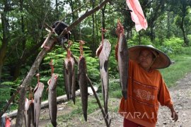 Penjual Ikan Gabus