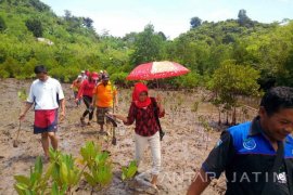 Sensasi Menyusuri Destinasi Wisata "Clungup Mangrove Conservation" (Video)