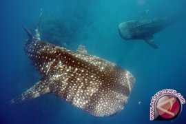 KKP: perlindungan hiu paus sangat esensial