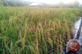 Ribuan Hektare Tanaman Pertanian Mempawah Terancam Fuso 