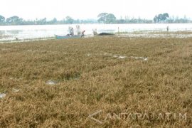 Kerugian HIPPA Tirto Tinoto Tuban akibat Banjir Rp2,7 Miliar