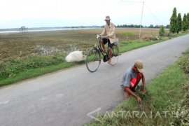 Petani Tuban Tidak Tanam Padi Musim Hujan