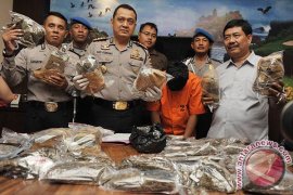 Hakim Tuntut 15 Tahun kepada Pembawa Ganja 17,3 Kilogram