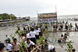 Prajurit Koarmatim Tanam Mangrove di Pantai Kenjeran