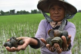Hama babi dan keong mas serang padi petani Simeulue