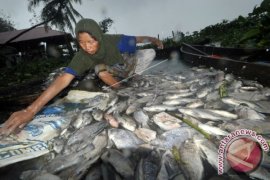 LIPI: Kajian sementara tidak ada fitoplankton beracun