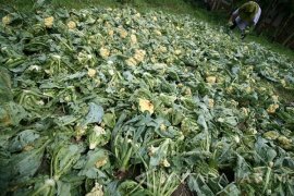 Petani Sayu Bunga Kol Merugi