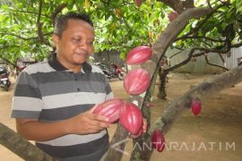 Ribuan Pengunjung Padati Wisata "Kampung Coklat"      