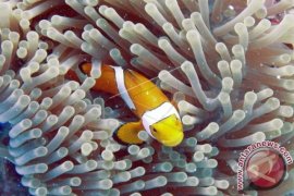 Perairan pulau Moti tawarkan keindahan  bawah laut