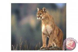 Warga kanada tinju singa gunung yang menyerang anjingnya