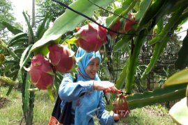 Agrowisata Kebun Buah Naga Rembangan Jember Dipadati Wisatawan