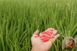 Padi di Lhoksukon Aceh terancam mati