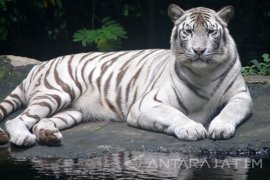 Koleksi Satwa Taman Safari