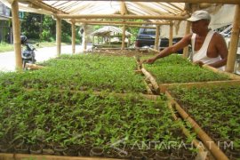 Permintaan Bibit Cabai Meningkat