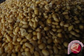 Harga Kedelai Impor di Distributor Babel Naik