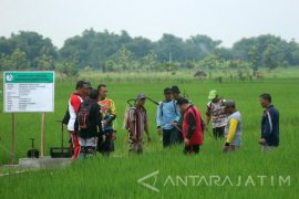 1.200 Hektare Padi di Bojonegoro Diserang Wereng