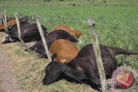 Puluhan Ekor Sapi  Di Kabupaten Kupang Mati 
