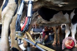 Pemerintah Siapkan Aturan Harga Susu Segar