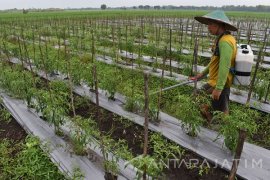 Sidoarjo Dorong Masyarakat Gunakan Lahan Pekarangan Untuk Cabai