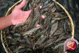 Udang windu prospektif di Lhokseumawe