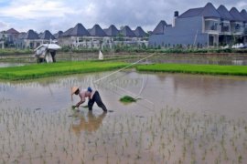 Pemerintah Terapkan Strategi Pertanian Berkelanjutan