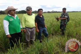 Petani Padi Waykanan Kesulitan Kendalikan Hama Wereng  