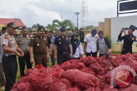 Polres Bireuen musnahkan 20 ton bawang merah