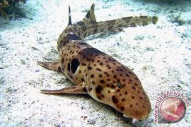 Spesies "hiu berjalan" ditemukan di Raja Ampat dan Halmahera