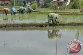 Musim Tanam Padi Di Tabanan Tepat Waktu Antara News Bali